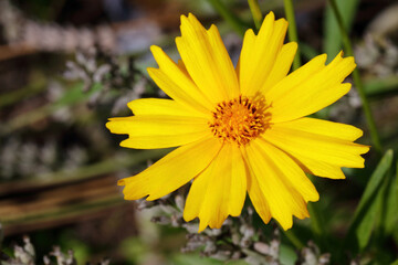 Blume / Flower / Flos