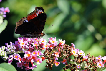Tagpfauenauge / European peacock butterfly  / Vanessa io or Aglais io or Inachis io or Nymphalis io
