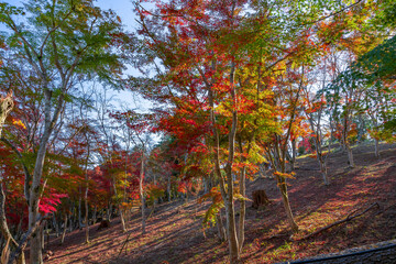 静岡県伊豆市修善寺　修善寺自然公園もみじ林