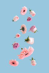 Beautiful flying or levitate pastel flowers. Falling on bright blue background. Creative spring bloom or floral concept. Minimal natural birthday, Mother's, Valentines, Women's day or wedding idea.