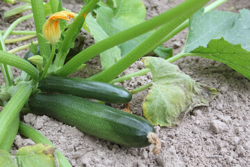 Zucchini Ready for Harvest on Plant in Garden