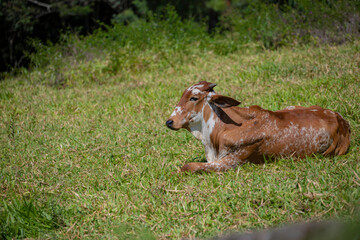 Touros e vacas diversas descansando no pasto ao ar livre em fazenda no interior de São Paulo, Brasil.  - obrazy, fototapety, plakaty