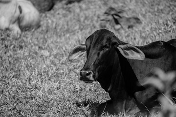 Touros e vacas diversas descansando no pasto ao ar livre em fazenda no interior de São Paulo, Brasil.  - obrazy, fototapety, plakaty