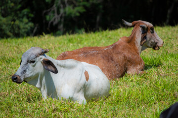 Touros e vacas diversas descansando no pasto ao ar livre em fazenda no interior de São Paulo, Brasil. 