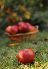 Basket of Red Apples outdoors in Autumn