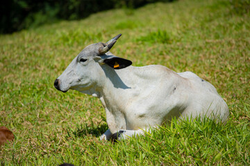 Obraz na płótnie Canvas Touros e vacas diversas descansando no pasto ao ar livre em fazenda no interior de São Paulo, Brasil. 