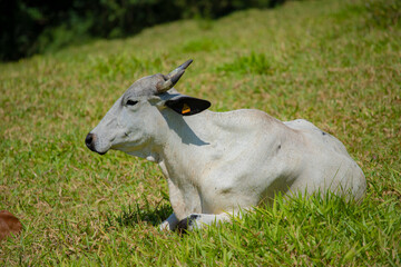 Obraz premium Touros e vacas diversas descansando no pasto ao ar livre em fazenda no interior de São Paulo, Brasil. 