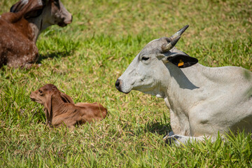 Obraz na płótnie Canvas Touros e vacas diversas descansando no pasto ao ar livre em fazenda no interior de São Paulo, Brasil. 