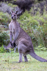 Large Buck Eastern Grey Kangaroo
