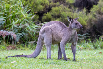 Large Buck Eastern Grey Kangaroo