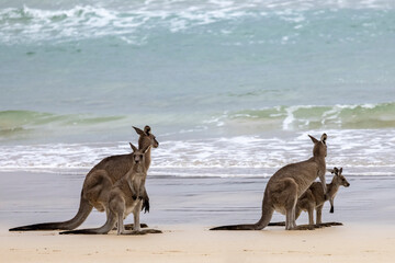 Eastern Grey Kangaroos on beach © Ken Griffiths
