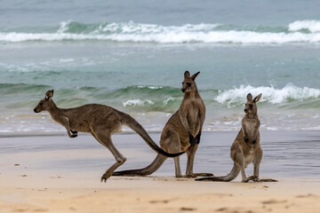 Eastern Grey Kangaroos on beach