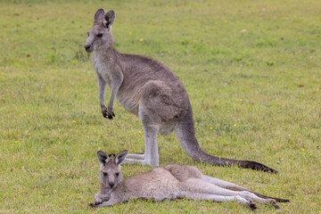 Naklejka na ściany i meble Eastern Grey Kangaroo with her large joey
