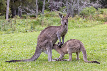 Naklejka na ściany i meble Eastern Grey Kangaroo with her joey drinking from pouch