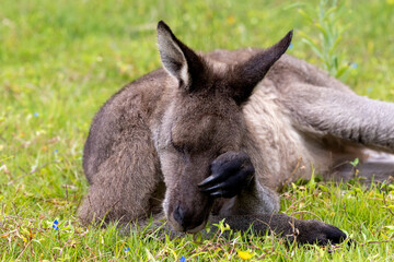 Eastern Grey Kangaroo scratching nose
