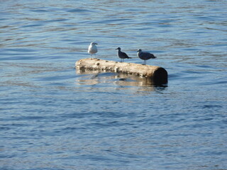Fototapeta premium Three seagulls sit on a log floating in the ocean