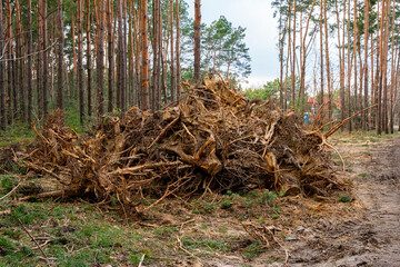 korzenie drzew, korzenie po drzewach, wyrwane drzewa, przecinka lasu, tree roots, tree roots, uprooted trees, forest clearing,