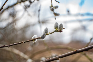 Bazie, Bazie wielkanocne, bazie kotki, bazie wierzbowe,  Cat bases, Easter bases, kitten bases, willow bases © Follow the Sun