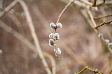 Bazie, Bazie wielkanocne, bazie kotki, bazie wierzbowe,  Cat bases, Easter bases, kitten bases, willow bases © Follow the Sun