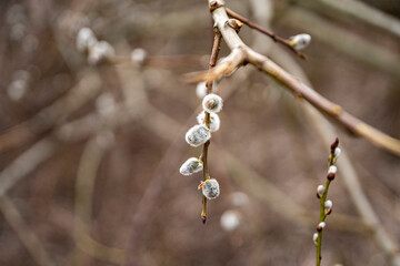 Bazie, Bazie wielkanocne, bazie kotki, bazie wierzbowe,  Cat bases, Easter bases, kitten bases, willow bases © Follow the Sun