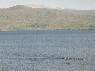A flock of geese swim past in Lake Granby, Colorado