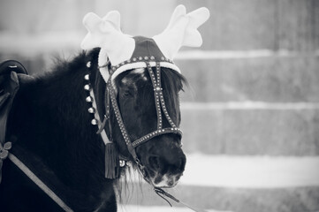 Black and white photo of a horse in a cute hat with horns