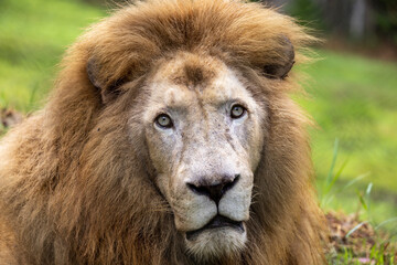Close up of male White Lion in an Australian Zoo