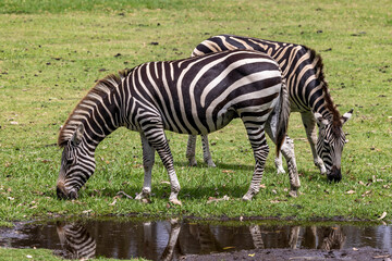 African Plains Zebra grazing in an Australian Zoo