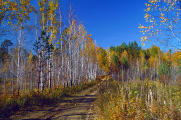 Forest, trees, landscape, autumn landscape