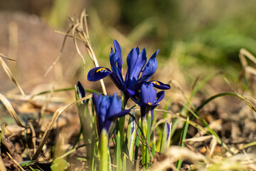 irysy, kwiaty wiosenne, pierwsze kwiaty wiosną  © Follow the Sun