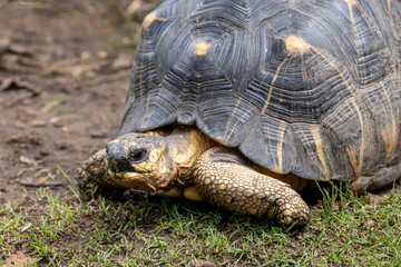 Close up of Radiated Tortoise