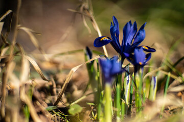 irysy, kwiaty wiosenne, pierwsze kwiaty wiosną  © Follow the Sun