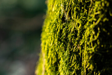 forest undergrowth, ferns and forest undergrowth in early spring, very green parts of the forest © Follow the Sun