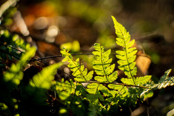 forest undergrowth, ferns and forest undergrowth in early spring, very green parts of the forest