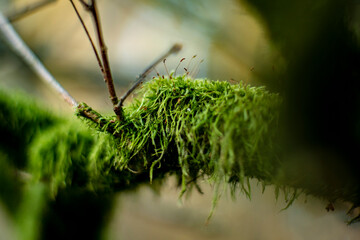 forest undergrowth, ferns and forest undergrowth in early spring, very green parts of the forest © Follow the Sun
