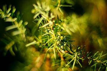 forest undergrowth, ferns and forest undergrowth in early spring, very green parts of the forest