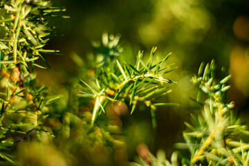 forest undergrowth, ferns and forest undergrowth in early spring, very green parts of the forest © Follow the Sun