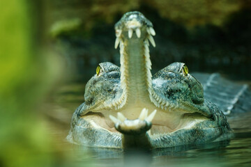 Gavial, Gavialis gangeticus, gharial or fish-eating crocodile with head above water surface. Gavial...