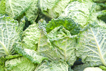 Close up of heads of small kale at farmer's market for sale.
