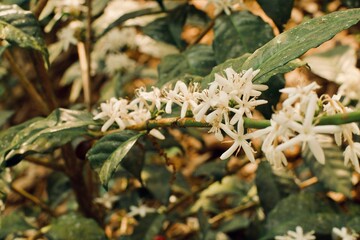Coffe flowers close up in Guatemala Santiago Sacatepéquez