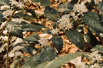 Coffe flowers in Guatemala Santiago Sacatepéquez