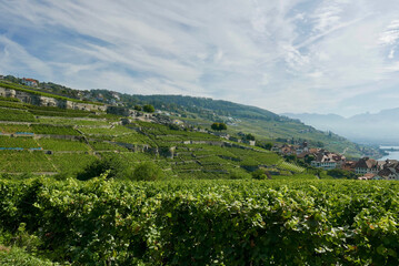 Fototapeta na wymiar Lavaux Vineyards along the lake Geneva shoreline from Vevey to Lausanne