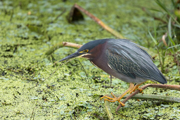 Green Heron looking for food in a Florida wetland.