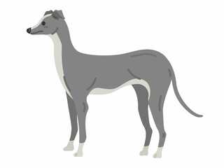 イタリアングレーハウンドのイラスト