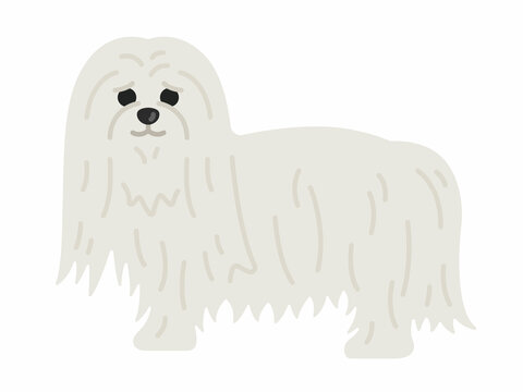 マルチーズ犬 Images Browse 23 Stock Photos Vectors And Video Adobe Stock