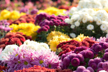 bouquet of flowers