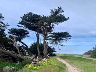 Unique trees in Half Moon Bay