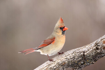 Female Cardinal on branch and then taking off into flight off branch in forest
