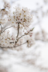 都会の川沿いの遊歩道に咲くソメイヨシノの桜　風景　背景