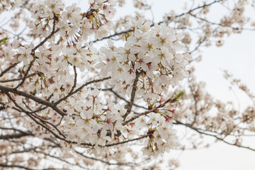 Obraz premium 都会の川沿いの遊歩道に咲くソメイヨシノの桜 風景 背景